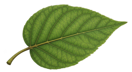 A single green leaf with a prominent vein structure isolated on transparent background