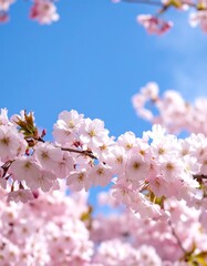 Delicate pink blossoms against a vibrant blue sky