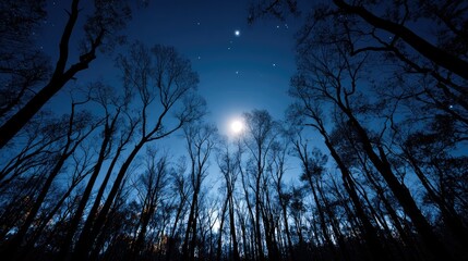 Night sky through leafless trees, moonlit