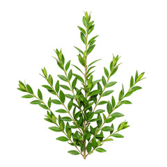 Obraz premium A green boxwood branch isolated on transparent background