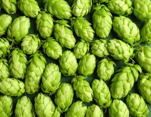 Fototapeta premium Fresh green hops on a dark background