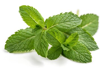 Bunch of mint leaves are on a white background