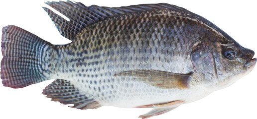Tilapia Fish Isolated On Transparent Background