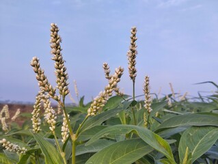 Smartweed plant flowers (Persicaria hydropiper) in the river bank with blue sky background 