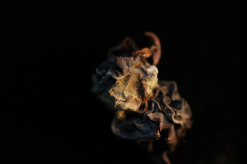 Macro shot of green mould on dried blueberries
