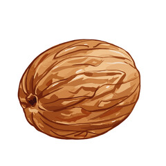 Obraz premium Detailed vector illustration of a whole walnut with textured shell and natural brown color palette, isolated on white
