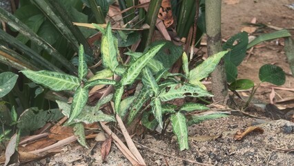 Green foliage with unique patterns growing on the ground among other plants in a natural setting
