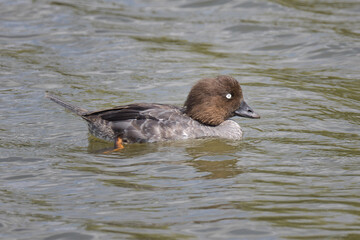 A close up of a small duck, a goldeneye, Bucephala clangula, as it is swimming surrounded by water....