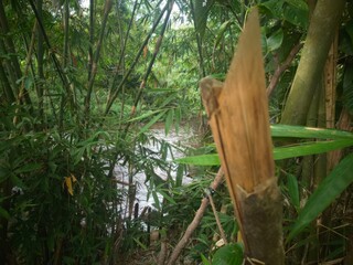 Lush green bamboo forest surrounding a serene river, showcasing nature's tranquility and beauty