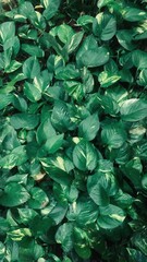Lush green foliage of various plants creating a vibrant natural carpet in a serene environment