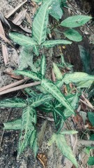 Lush green foliage of tropical plants thriving in a natural setting with earthy soil