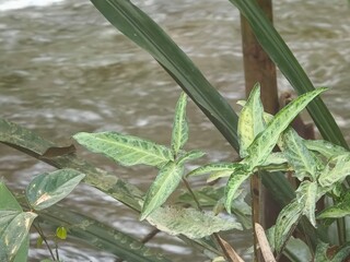 Lush green leaves by a flowing river, showcasing nature's beauty and tranquility