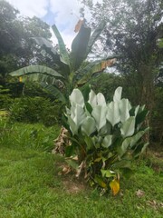 Lush green tropical plants in a vibrant rainforest setting with clear blue skies above