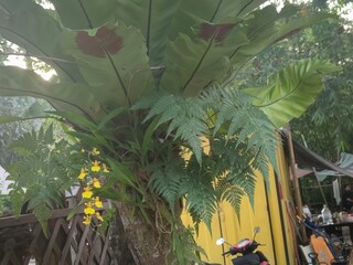 Lush tropical plant with vibrant yellow flowers and ferns, set against a rustic background