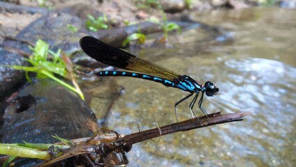 Vibrant blue dragonfly perched on a twig near a serene stream surrounded by lush greenery