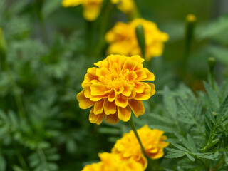 雨に濡れたマリーゴールド
