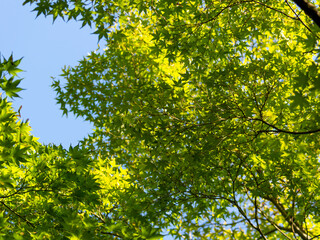 朝日に照らされた青紅葉