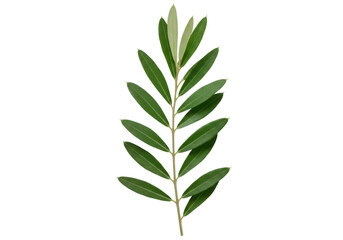 Fototapeta premium Green leafy branch with elongated leaves against a plain background, ideal for nature themes