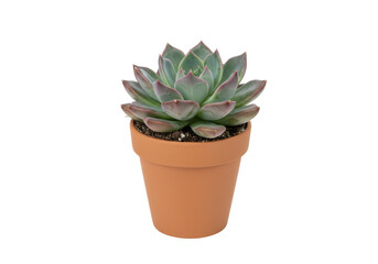 A vibrant succulent plant in a terracotta pot, showcasing its lush leaves against a plain backdrop