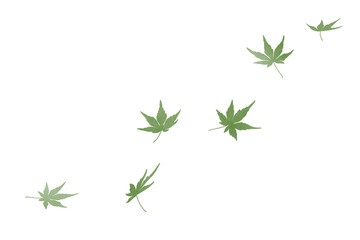 Gracefully falling maple leaves in watercolor｜ Japanese maple, green leaves, watercolor, vector