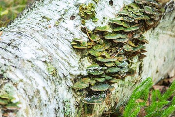 Mushrooms on a fallen birch trunk