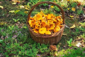 Still life in nature with a basket of chanterelle mushrooms