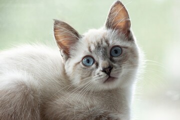 Close-up portrait of a charming blue-eyed kitten