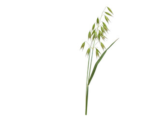 Obraz premium Delicate green plant with slender leaves and flowers against a plain background