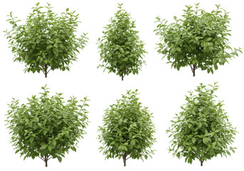 Collection of lush green bushes in various angles, ideal for landscaping projects
