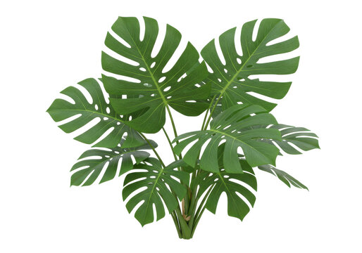 Fototapeta Lush green monstera plant with vibrant leaves, perfect for indoor decoration and nature themes