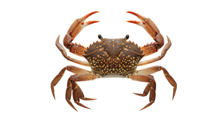 Detailed view of a crab with prominent claws, isolated against a plain background