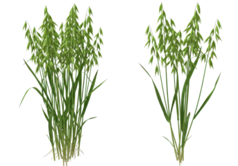 Lush green grass clusters swaying gently in a sunny meadow with a clear blue sky