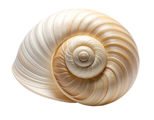 snail shell isolated on white background