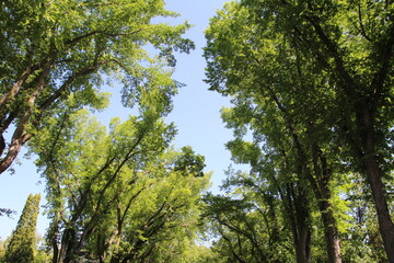 trees and sky