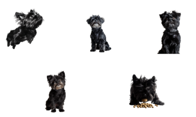 Set of irish terrier full body isolated on transparent background