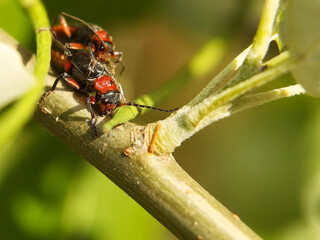 Copulation of beetles of firefighters. Reproduction of insects. Macro with blurry background. Pest control crop. Pollination of plants with flowers. Flora and fauna of the temperate region. Natural