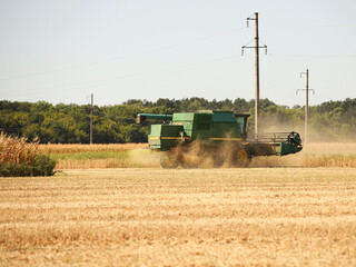 Harvesting corn and wheat. Harvesters and machines are harvesting grain from the field. Autumn field work on the farm. Procurement of raw materials for the production of flour and bread