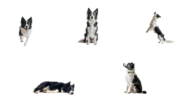 Set of border collie front view isolated on transparent background