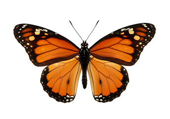 Fototapeta premium The splendor of a Monarch butterfly, captured with precision on a pure white backdrop.