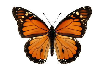 Fototapeta premium Detailed image of a Danaus plexippus (Monarch butterfly) with its unique wing venation.