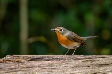 Indochinese Blue Flycatcher - Cyornis sumatrensis, beautiful small perching bird from Southeast Asian forests and woodlands, Vietnam.