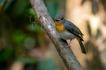 Indochinese Blue Flycatcher - Cyornis sumatrensis, beautiful small perching bird from Southeast Asian forests and woodlands, Vietnam.