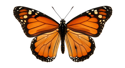 Fototapeta premium Striking orange and black Monarch butterfly, perfectly symmetrical with detailed wing patterns.