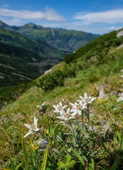 Fototapeta premium Very rare edelweiss mountain flower. Rare and protected wild flower edelweiss flower (Leontopodium alpinum) growing in natural environment high up in the mountains. Beautiful flowers in the mountains.