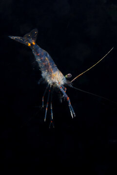Glass Shrimp, Palaemon affinis, midwater. Photographed in Wellington Harbor during a night dive. 