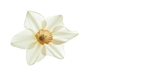 Fototapeta premium Daffodil with Leaves and Soft Bloom Botanical Spring Flower transparent background