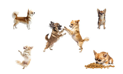 Obraz premium Set of chihuahua full body isolated on transparent background