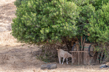 Chèvre au pied d'un arbre