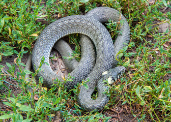 A large grass snakes curled up in the grass. Wild snake in the wild.