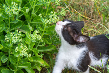 Young cat sniffing flowers in the garden. A cat with an ornamental plant sedum.